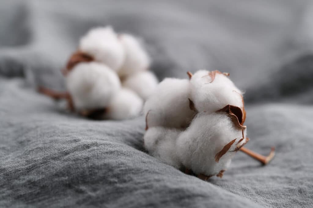 Deux fleurs de coton posées sur une couverture tissée