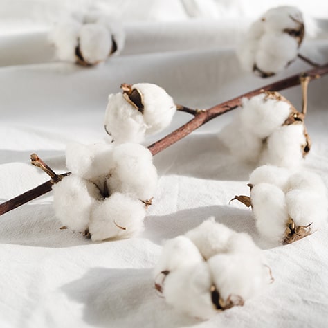 Le coton, une matière textile incontournable et indémodable