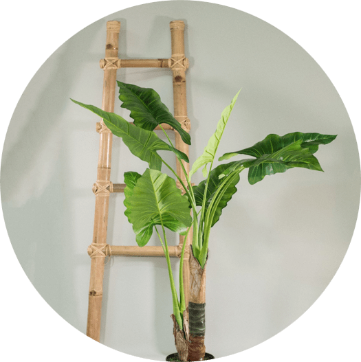 Celio - échelle en bambou et plante artificielle pour vitrine